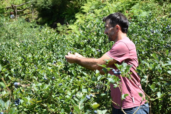 trabzonun-surmene-ilcesinde-ailesinden-kalan-13-donumluk-araziyi-yillar-icerisinde-endemik-ve-tibbi-aromatik-bitkilerin-yetistigi-meyve-bahcesine-donusturen-ismail-celik-yilda-yaklasik-2-ton-mavi-yemis-12.jpg
