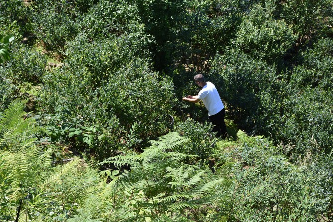 trabzonun-surmene-ilcesinde-ailesinden-kalan-13-donumluk-araziyi-yillar-icerisinde-endemik-ve-tibbi-aromatik-bitkilerin-yetistigi-meyve-bahcesine-donusturen-ismail-celik-yilda-yaklasik-2-ton-mavi-yemis-5.jpg