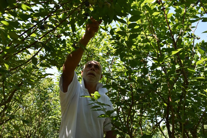 trabzonun-surmene-ilcesinde-ailesinden-kalan-13-donumluk-araziyi-yillar-icerisinde-endemik-ve-tibbi-aromatik-bitkilerin-yetistigi-meyve-bahcesine-donusturen-ismail-celik-yilda-yaklasik-2-ton-mavi-yemis-9.jpg