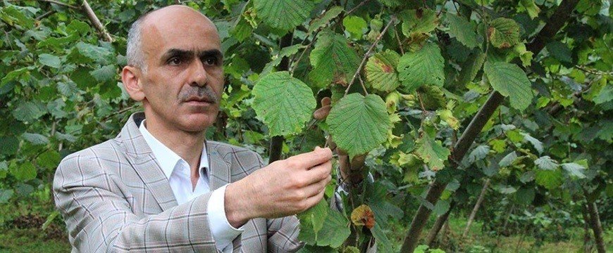 Fındık üreticisi hasat öncesi fiyatın açıklanmasını bekliyor