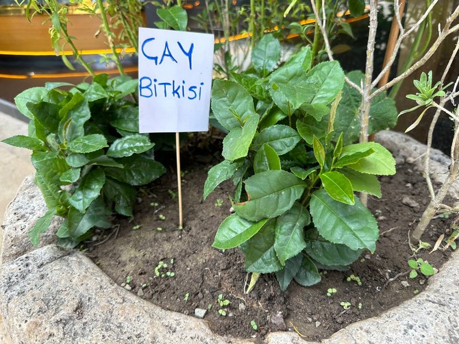 rizeden-getirdigi-cay-fidesini-tokatta-is-yerinin-onunde-yetistiriyor-1.jpg