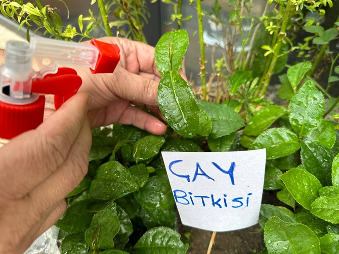 rizeden-getirdigi-cay-fidesini-tokatta-is-yerinin-onunde-yetistiriyor-2.jpg
