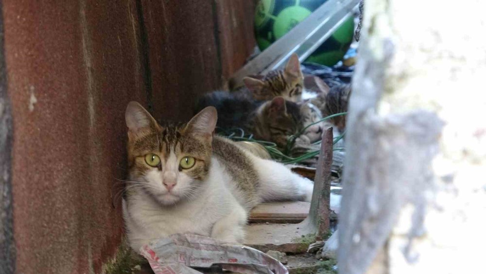 Tahliye borusuna sıkışan kedi için ekipler seferber oldu