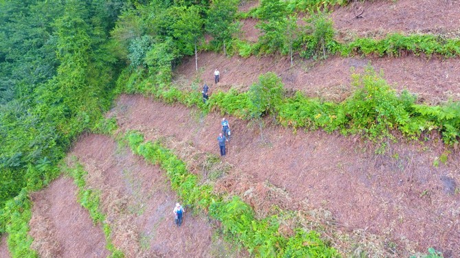 artvinde-bozuk-orman-sahalari-ve-dogal-afetlerde-zarar-gormus-alanlar-fidan-dikimi-icin-hazirlaniyor-4.jpg