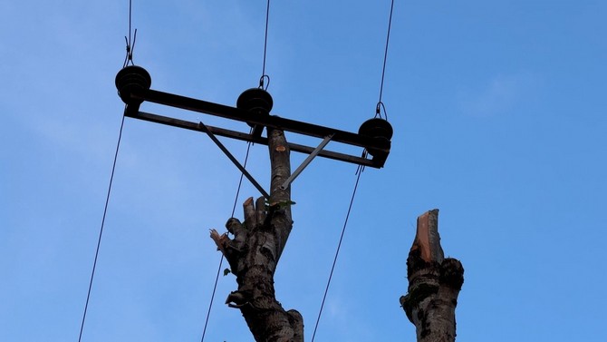 rizede-kopan-elektrik-direginin-yerini-agac-aldi-1.jpg