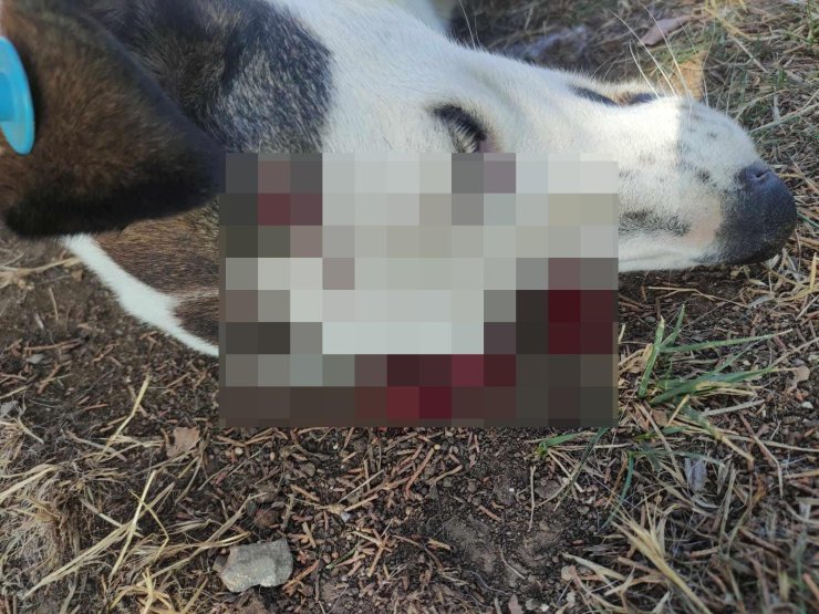 Benek’in Katili Kargalarmış