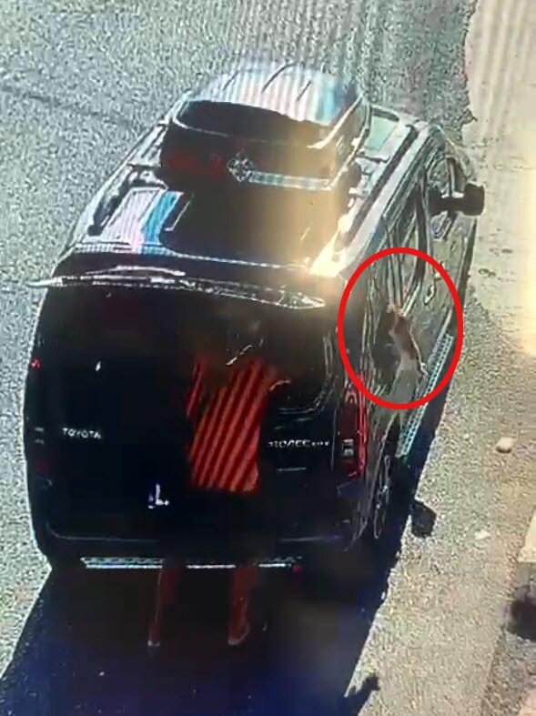 Kısırlaştırılmaya Götürülen Kedi, Aracın Camını Başıyla Kırıp Kaçtı