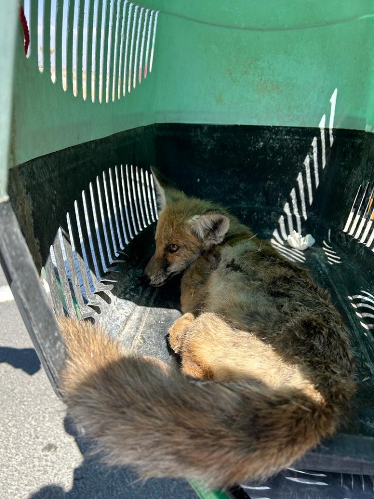 Ağrı'da Yaralı Yavru Tilkiye İlk Müdahale Jandarmadan