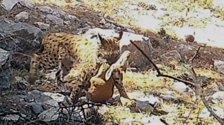 Avını Taşıyan Vaşağın Görüntüsü, Fotokapana Yansıdı