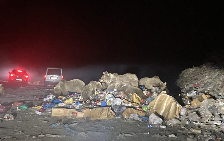 Ayıların Çöpte Besin Mücadelesi, 'Seyirlik' Oldu