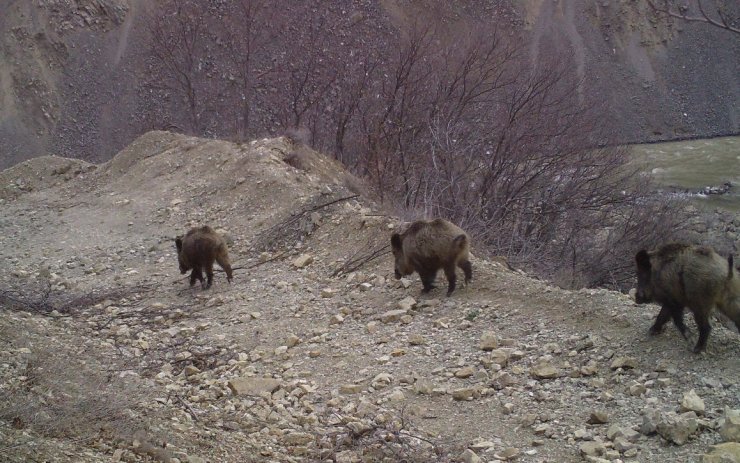 Bingöl'de Yaban Hayatı, Fotokapanlara Yansıdı