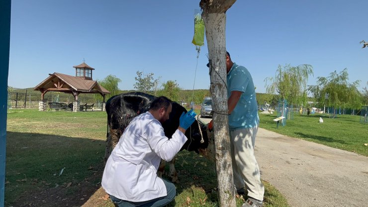 Çanakkale Yangınından Etkilenen Boğa, Emekli Hayvanlar Çiftliği'nde