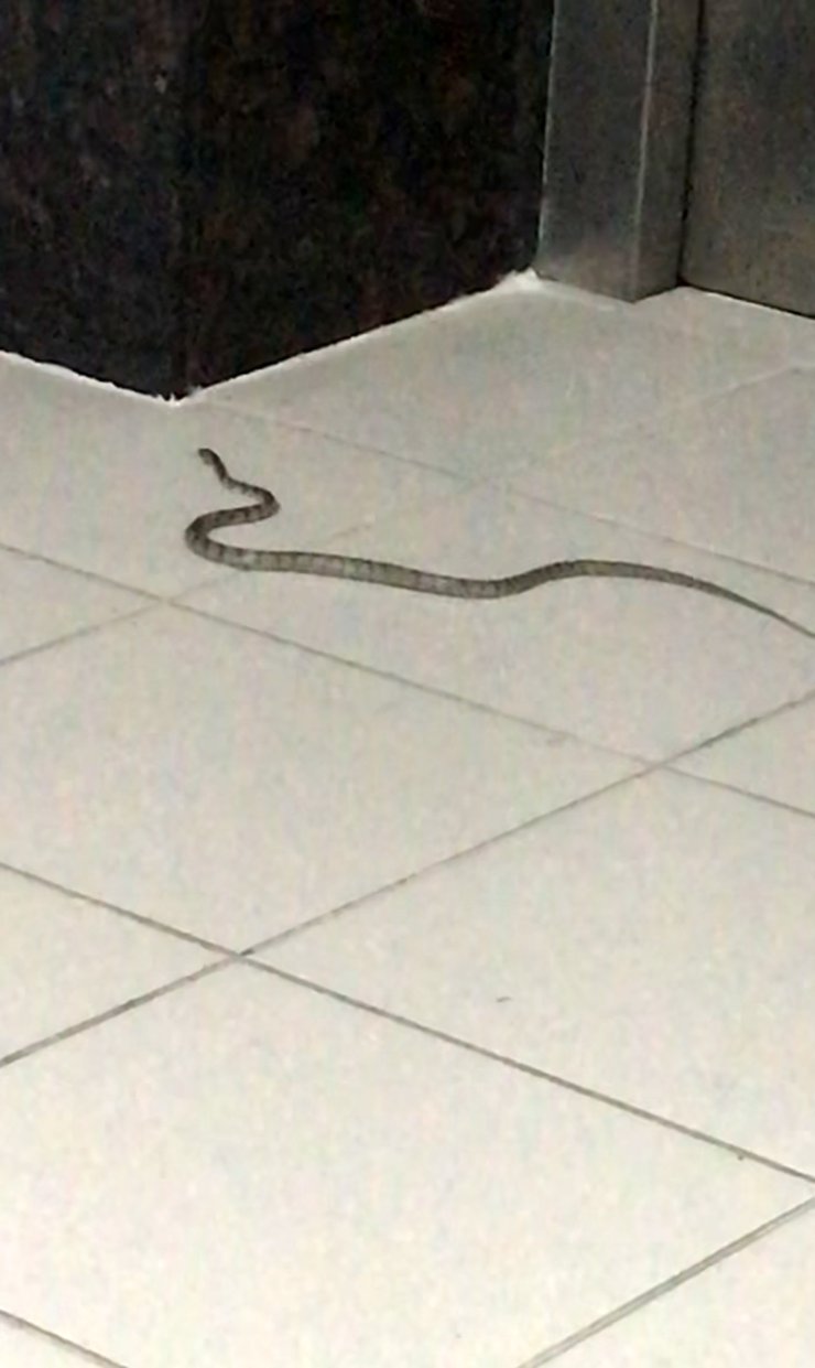 Hastaneye Giren Yılan, 4 Saat Sonra Bulunup Doğaya Salındı