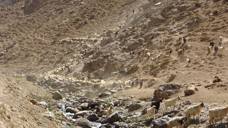 Huzur Ortamıyla Birlikte Yaylalarda Hayvan Sayısı Arttı