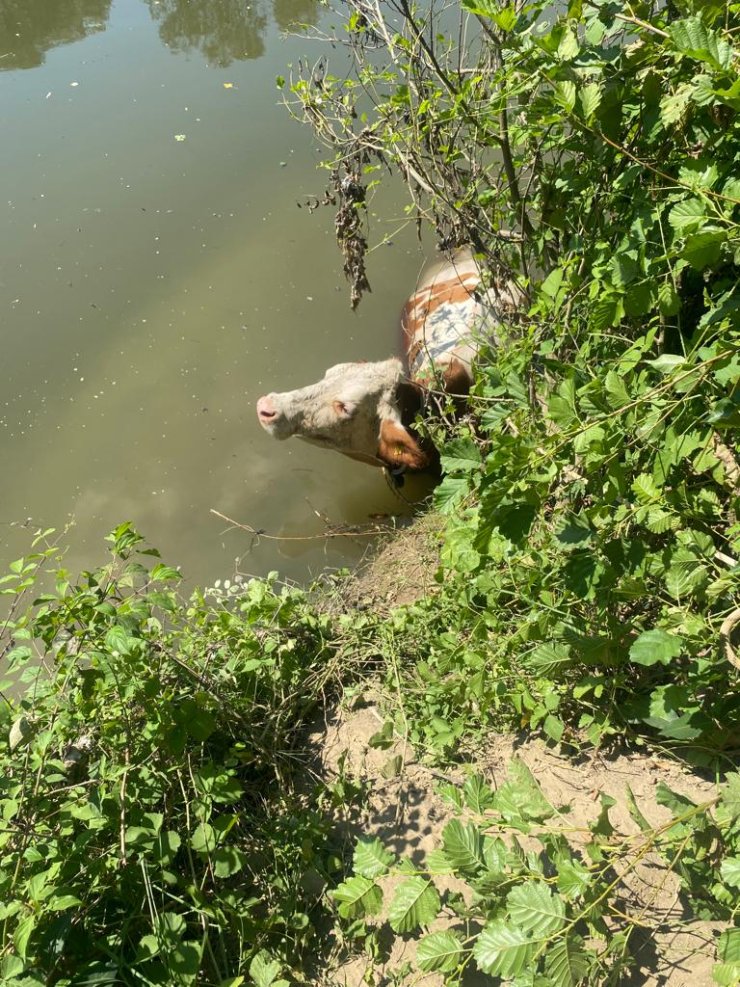Irmakta Sürüklenen İneği, İtfaiye Kurtardı