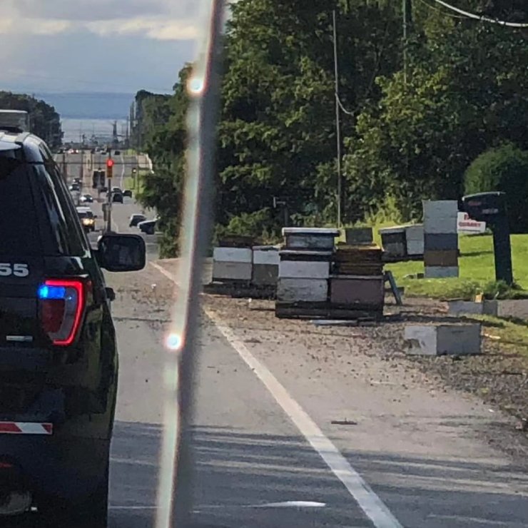 Kanada’da 5 Milyon Arıyı Taşıyan Kamyon Kaza Yaptı, Arıcılar Desteğe Geldi-ek Fotoğraflar