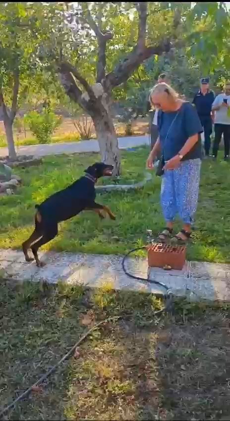 Korhan Berzeg'in 74 Gün Sonra Evine Dönen Köpeği Tina, Angela Berzeg İle Buluştu