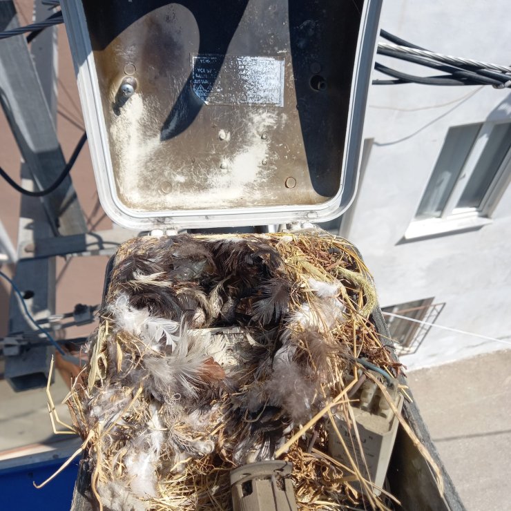 Sokak Lambası Yuva Oldu, Kuş Yumurtalarını Gören Bakım Ekibi Direğe Yenisini Taktı