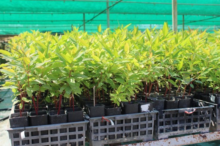 Türkiye'nin Geliştirdiği Okaliptus, 'dünya Ormancılık Literatürü'ne Girdi