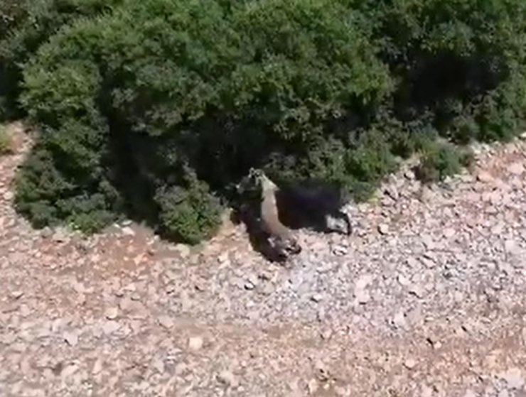 Çoban, Keçiye Saldıran Çakalı Dronla Görüntüledi