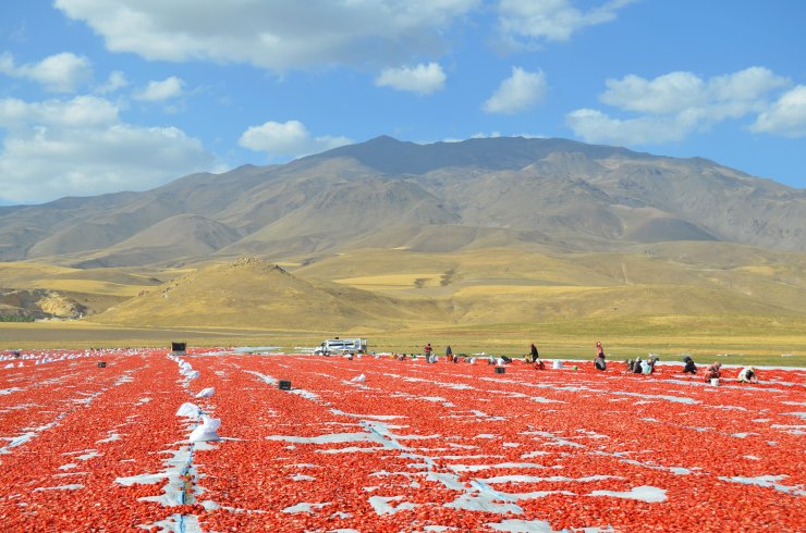 Adilcevaz’dan İtalya'ya Kurutulmuş Domates İhracatı; Pizzalara Sos Oluyor