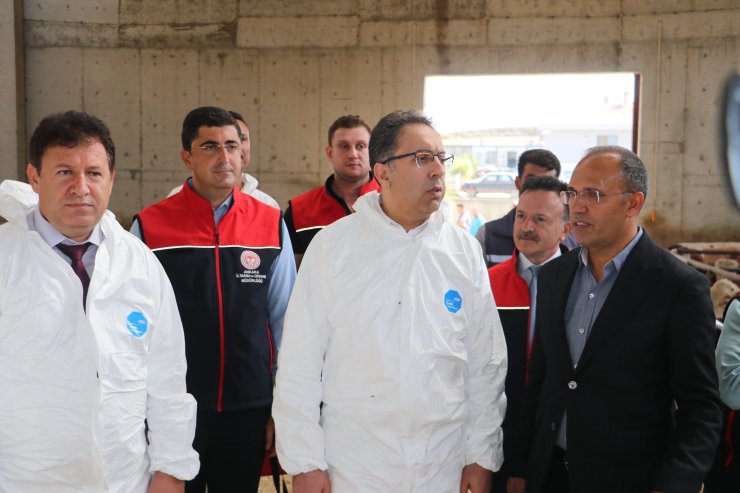 Ankara'da Besi Hayvanları, Şap Hastalığına Karşı Aşılandı