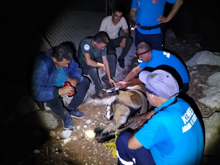 Çenesi Kırık Yabani Dağ Keçisi Yakalanıp, Tedaviye Alındı