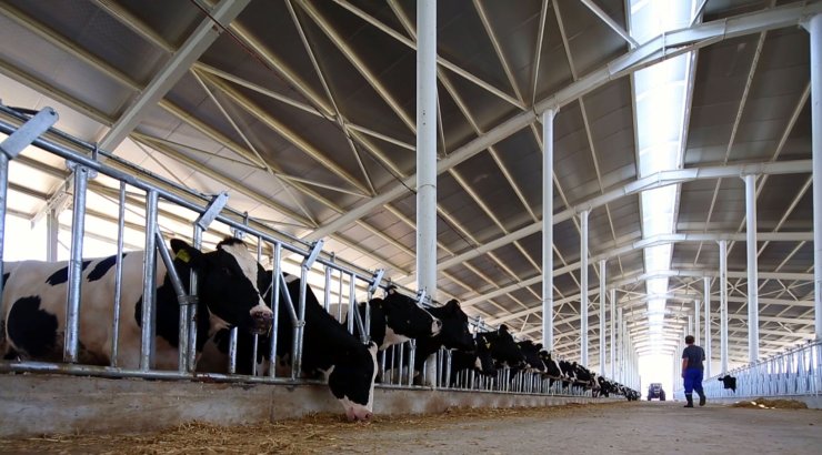 Düve Yetiştiriciliği Ve Düve Alımlarına 80 Milyon Tl'lik Destek