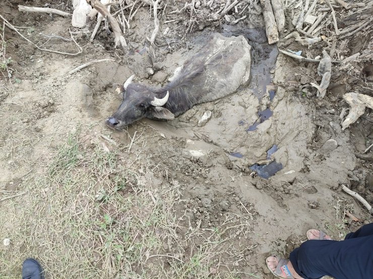 Bataklığa Saplanan 3 Büyükbaşı, İtfaiye Kurtardı