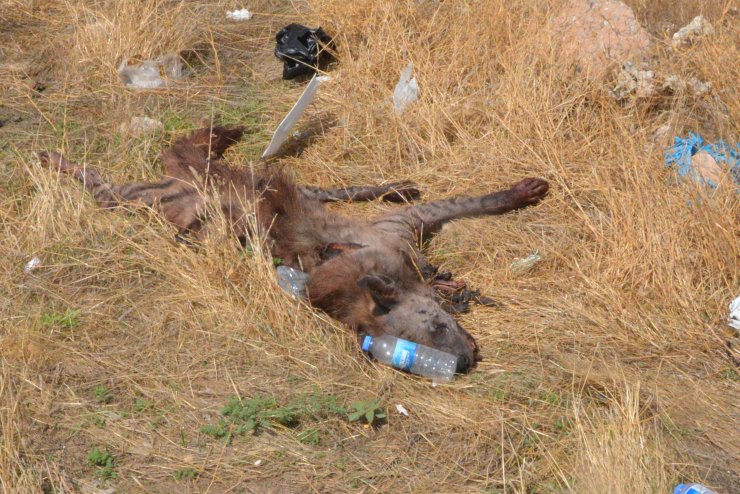 Çizgili Sırtlana Çarpan Sürücü Bulunursa 70 Bin Lira Ceza Kesilecek