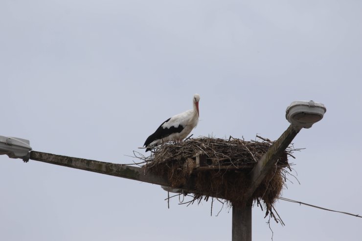 Göçe Yetişemeyen Leylekler, Deltada Yaşamlarını Sürdürüyor