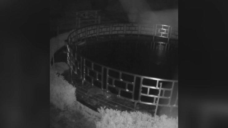 İngiltere’de Bir Su Samuru 125 Bin Dolar Değerindeki Koi Balıklarını Yedi