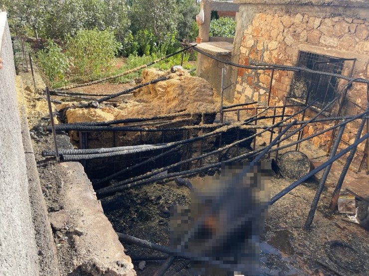 Yangın Çıkan Ahırdaki Hayvanları Kurtarmaya Çalışırken Ağır Yaralandı