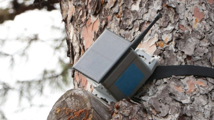 İstanbul'da Orman Yangınlarına 'kozalak'lı Önlem