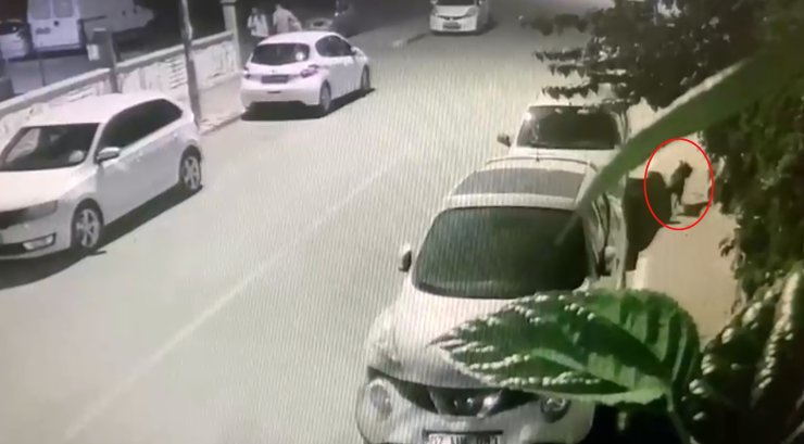 Pitbull Saldırısında Dehşeti Yaşadı