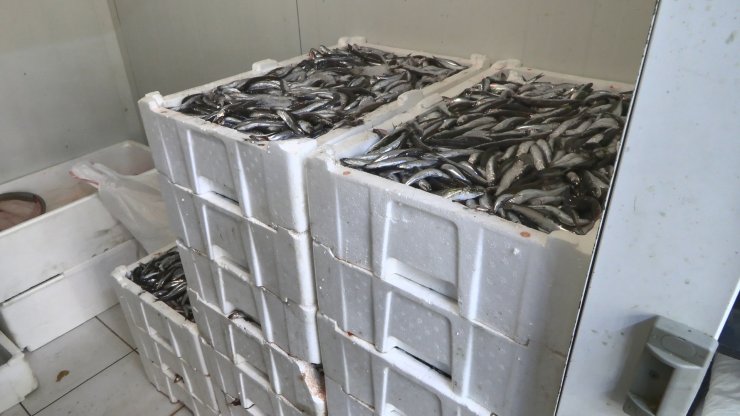 İstanbul'da Balık Boyu Denetimi