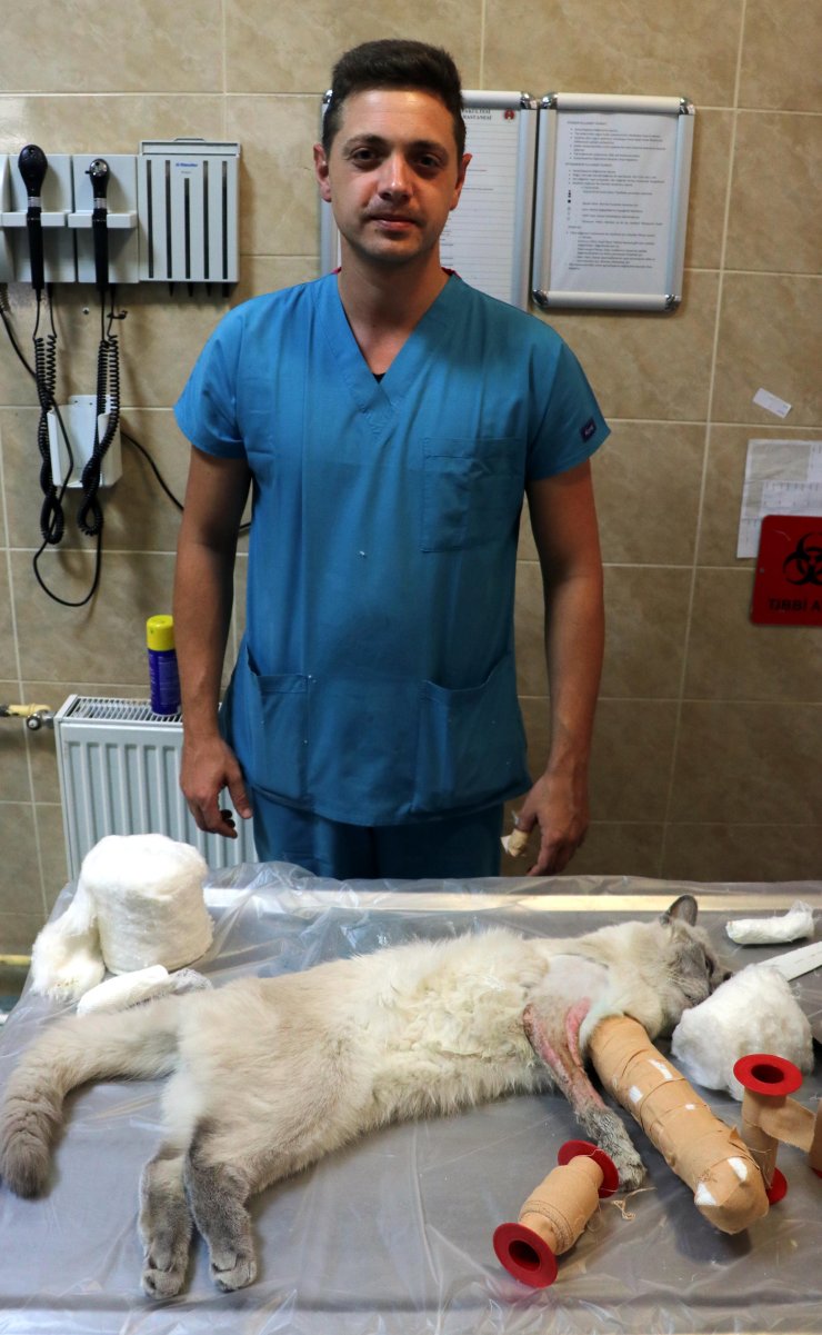 4'üncü Kattan Düşünce Bacakları Kırılan Kediye Protez Takıldı