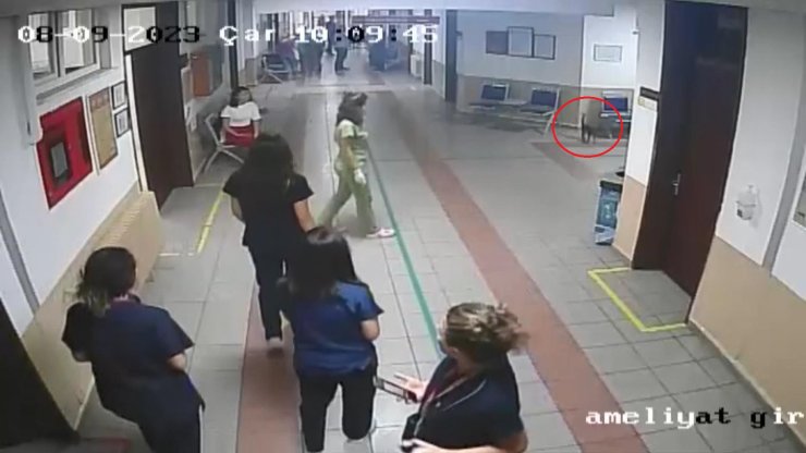 Hayvan Hastanesine Giren Sokak Kedisi, Diyaframı Yırtıldığı Belirlenip, Ameliyat Edildi