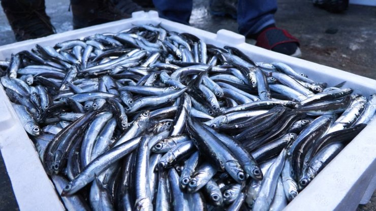 Marmara Denizi'nde Hamsi Bolluğu; Geçen Yıla Oranla 2 Kat Arttı