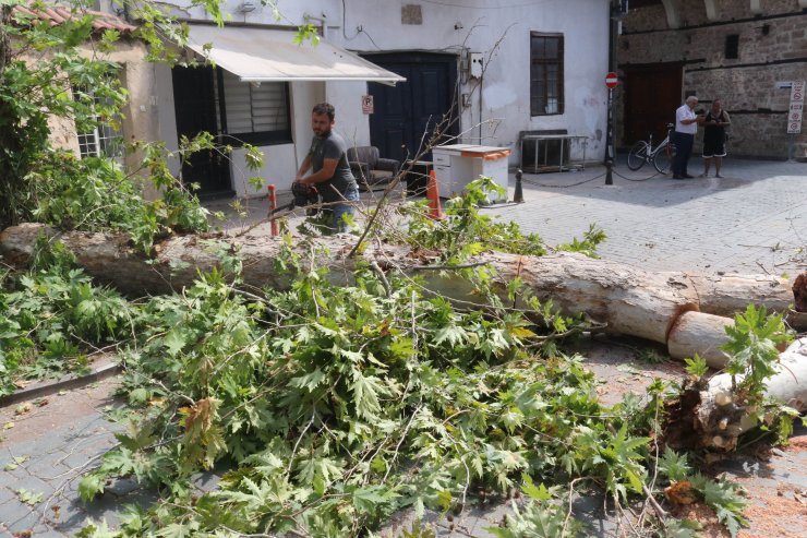 Turunçgil Böceğinin Çürüttüğü Ağaç Devrildi