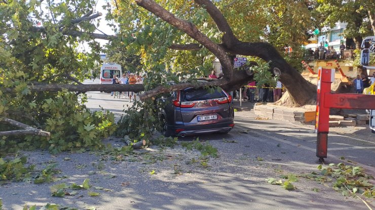 Zonguldak'ta 150 Yıllık Çınar, Cipin Üstüne Devrildi; Araçtaki 3 Kişi Kurtarıldı