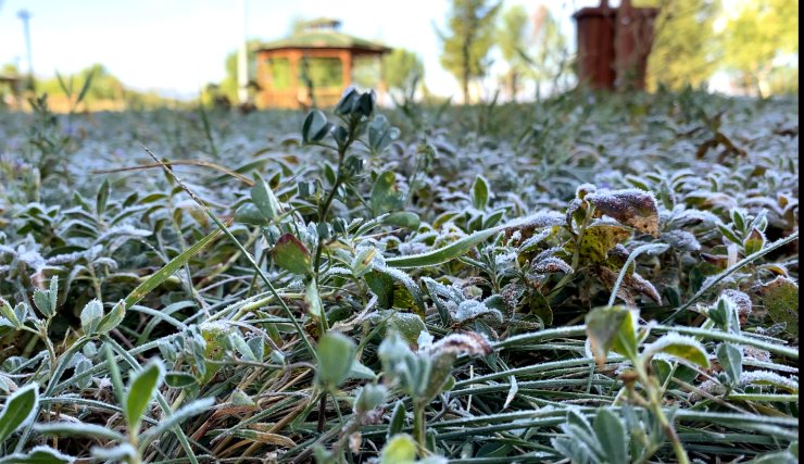 Ardahan’da Sıcaklık Eksiye Düştü; Bitkilerde Kırağı Oluştu, Otomobil Camları Buz Tuttu