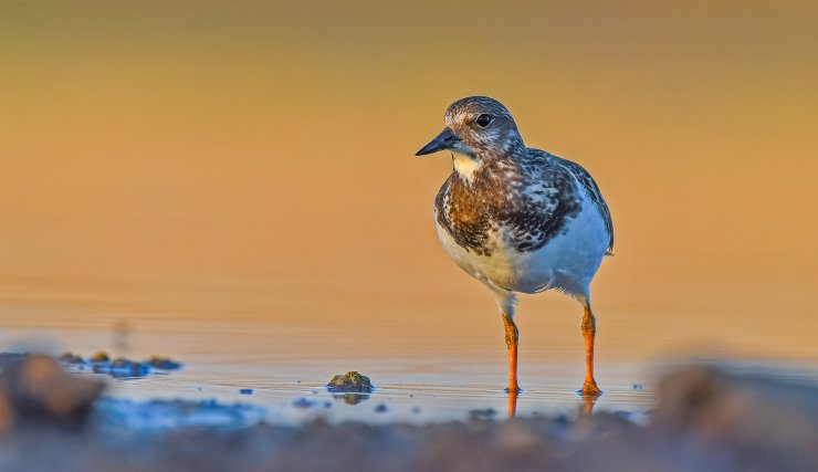 Diyarbakır'da Varlıkları Bilinen 3 Kuş Türü, İlk Kez Fotoğraflandı
