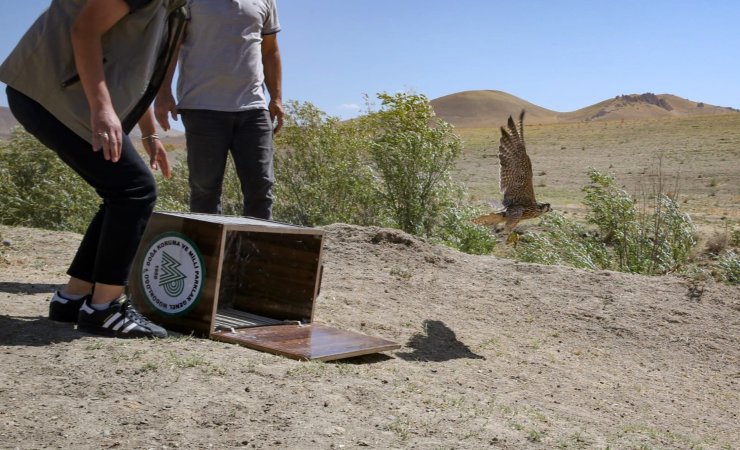 Alıkonulan Gps Takip Cihazlı Gökdoğan, Kurtarılıp Doğaya Salındı