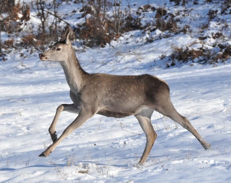 Bolu Barosu, Kızılgeyikler İçin İhale İptal Davası Açtı