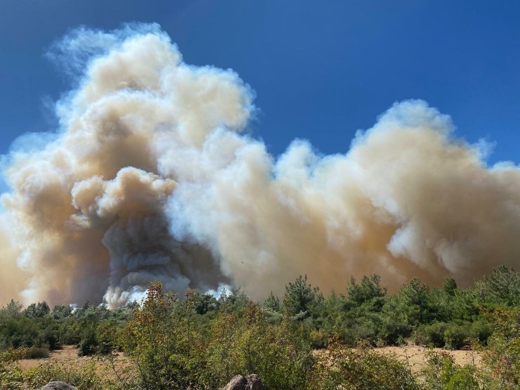 Manisa'da Orman Yangını