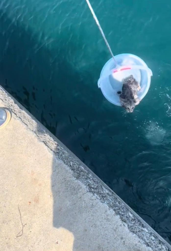 Sarıyer'de Denize Düşen Yavru Kediyi Çevredekiler Kurtardı