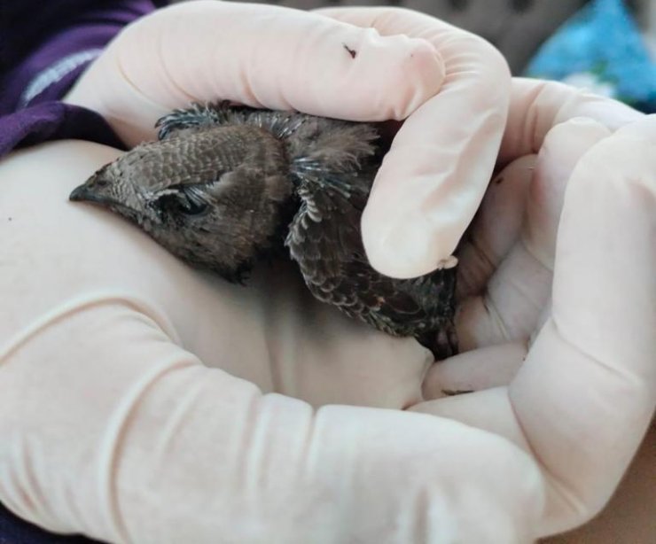 Yaralı Bulunan Ebabil Tedavi Edilip, Doğaya Salındı