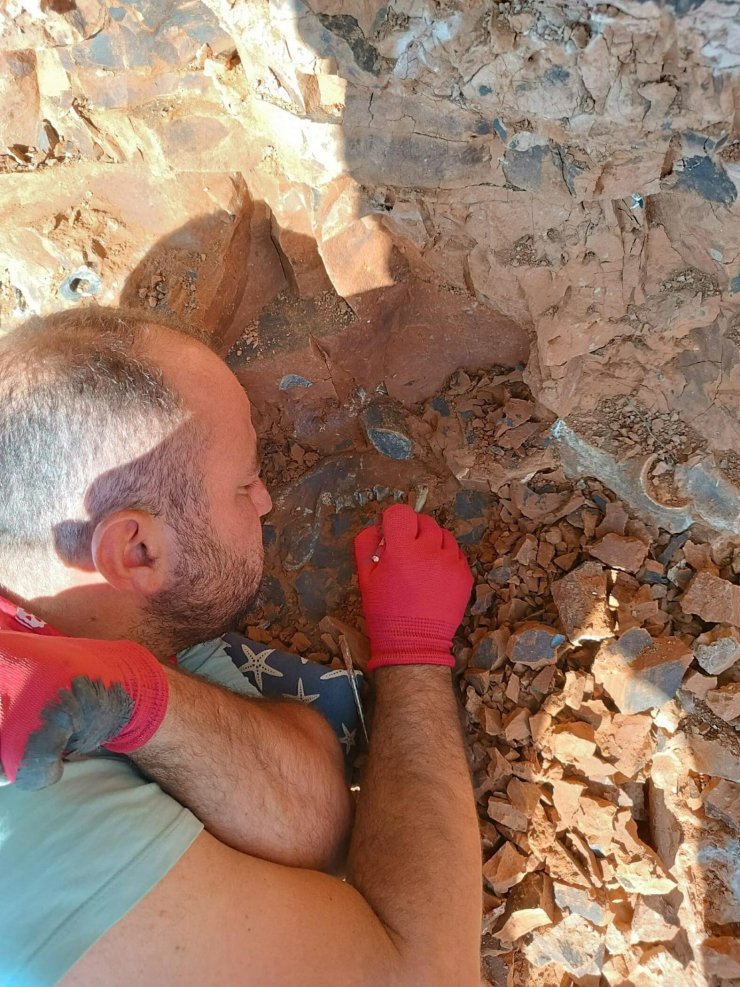 Denizli'de, 9 Milyon Yıl Öncesine Ait Hayvan Fosilleri Bulundu