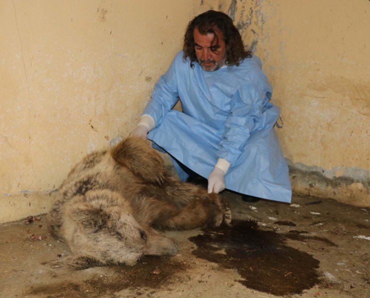Hakkari'de Bulunan Ayı Düşen Kaya Parçalarıyla Değil, Ateşli Silahla Yaralanmış